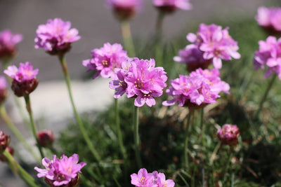 Maljalaukkaneilikan istutus ja hoito-ohjeet