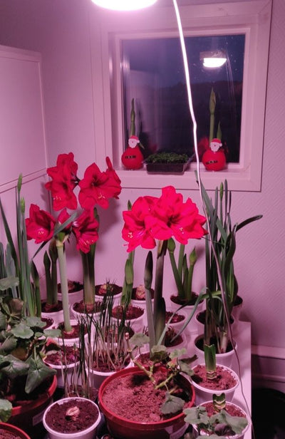 Puutarhurin perjantaipostia 15.11.2019