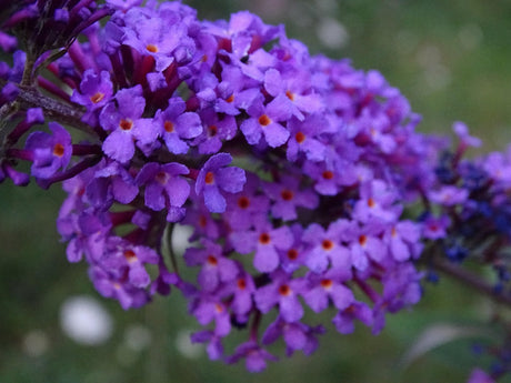 Pikkubuddlejan istutus ja hoito-ohjeet
