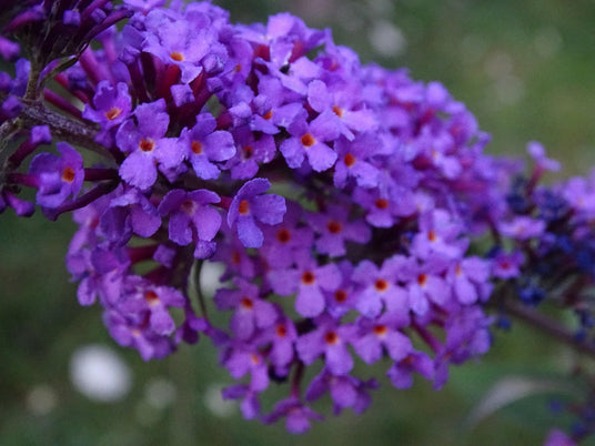 Pikkubuddlejan istutus ja hoito-ohjeet