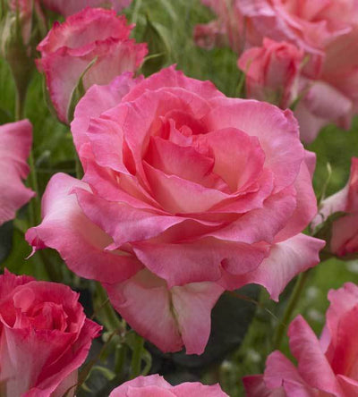 Ruusuisia ajatuksia sunnuntaihin