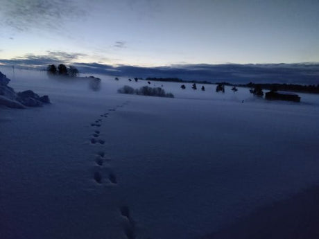 Uusia omenapuita versoista, pihapuiden kaatoaika on nyt, mullanvaihtoa vai ei ym. 24.2.2023
