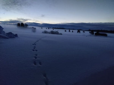 Uusia omenapuita versoista, pihapuiden kaatoaika on nyt, mullanvaihtoa vai ei ym. 24.2.2023