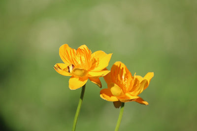 Kesäkulleron istutus ja hoito-ohjeet