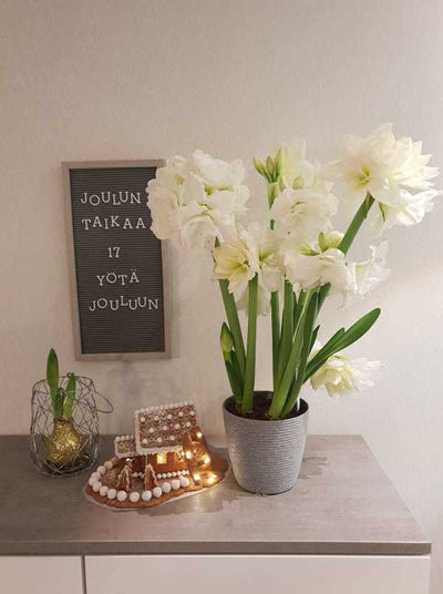 Puutarhurin perjantaipostia 6.12.2019