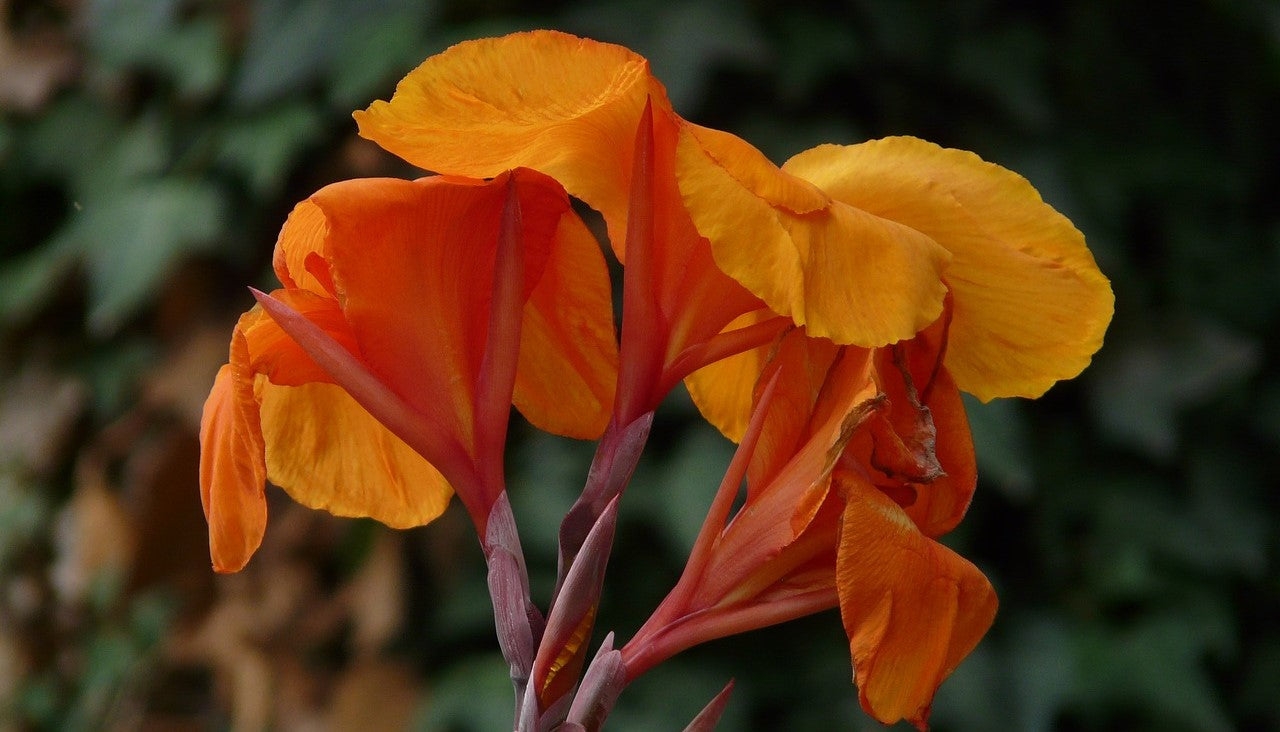 Kannan istutus ja hoito-ohjeet