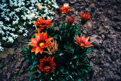 Timanttikukan istutus ja hoito-ohjeet