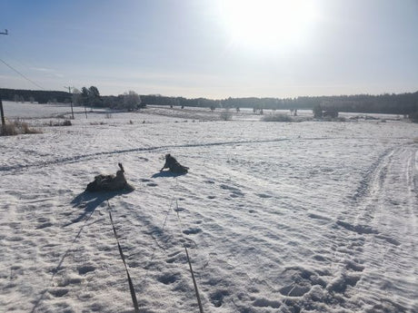 Poikkeuksellisen lämmintä ja kylmiä öitä, Lämpötilamittuksia, Talvehtivat heräilee, ym. 6.3.2026
