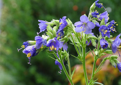 Japaninlehtosinilatvan istutus ja hoito-ohjeet