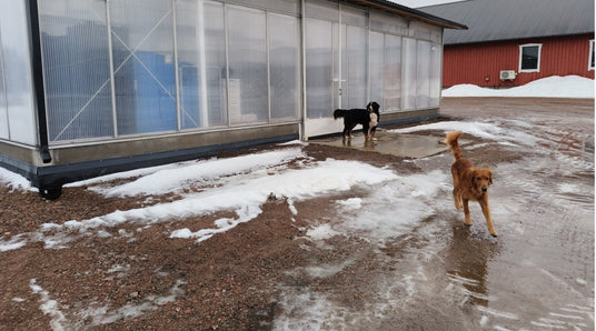 Pitkä maa, paljon mahtuu erilaisia kelejä, Suojata vai ei, Keijunmekkojen kylvöjen erityispiirteitä ym. 24.1.2025