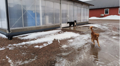 Pitkä maa, paljon mahtuu erilaisia kelejä, Suojata vai ei, Keijunmekkojen kylvöjen erityispiirteitä ym. 24.1.2025