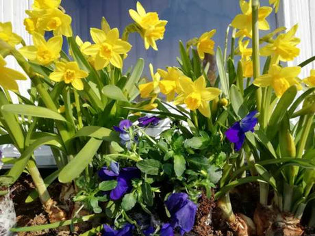 Puutarhurin Perjantaiposti 5.4.2019