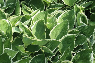 Kuunlilja istutus ja hoito-ohjeet