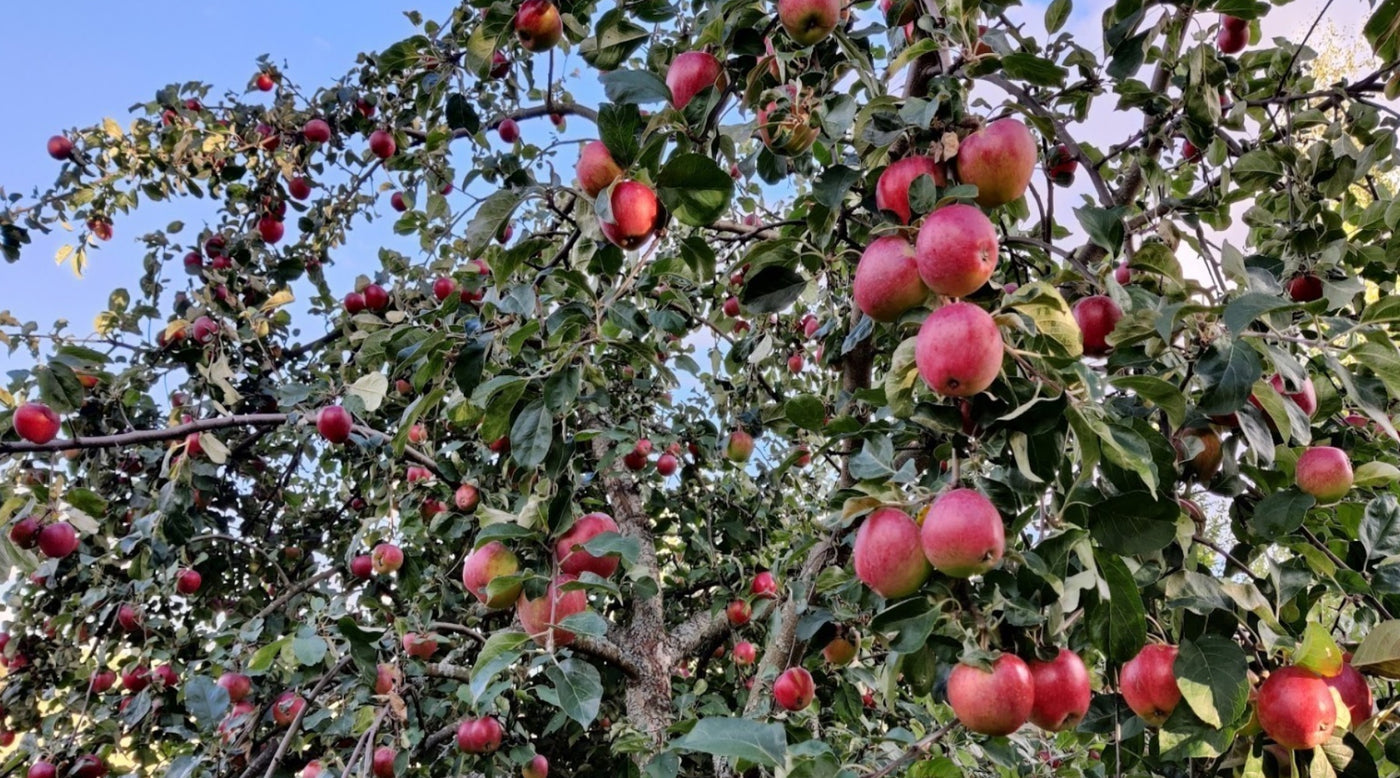 Kukkasipuleilla ei vielä kiirettä, Tomaattien kypsyttäminen sisällä, Amaryllikset lepoon, ym. 16.9.2022