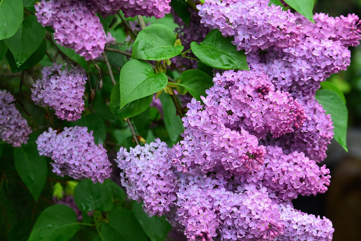 Pikkubuddlejan istutus ja hoito-ohjeet