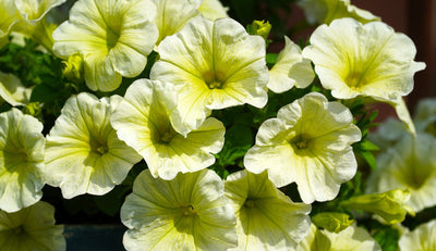 Petunian istutus ja hoito-ohjeet