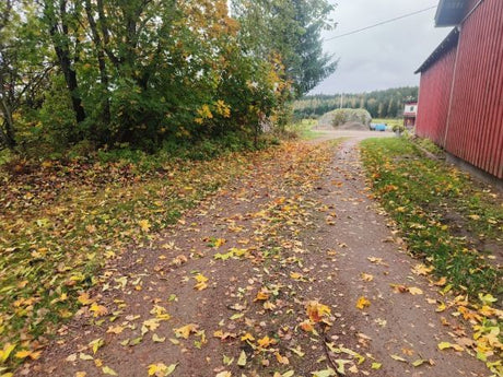 Nyt loppui "sitkuilu", Montako valkosipulia lavakaulukseen, Miten ja mitkä menestyvät, Elokuun ilmastokatsaus, ym. 25.9.2026