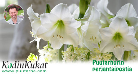 Puutarhurin Perjantaipostia 24.11.2017