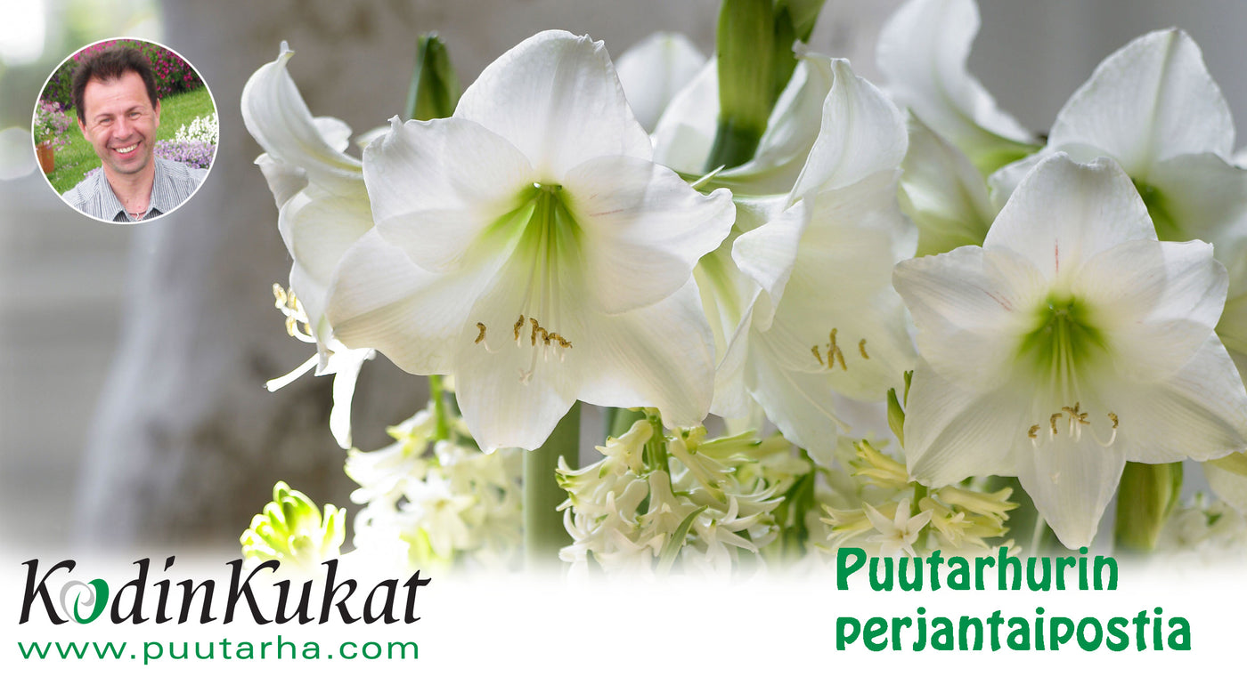 Puutarhurin Perjantaipostia 10.11.2017