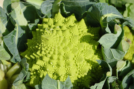 Romanesco-kukkakaalin istutus ja hoito-ohjeet