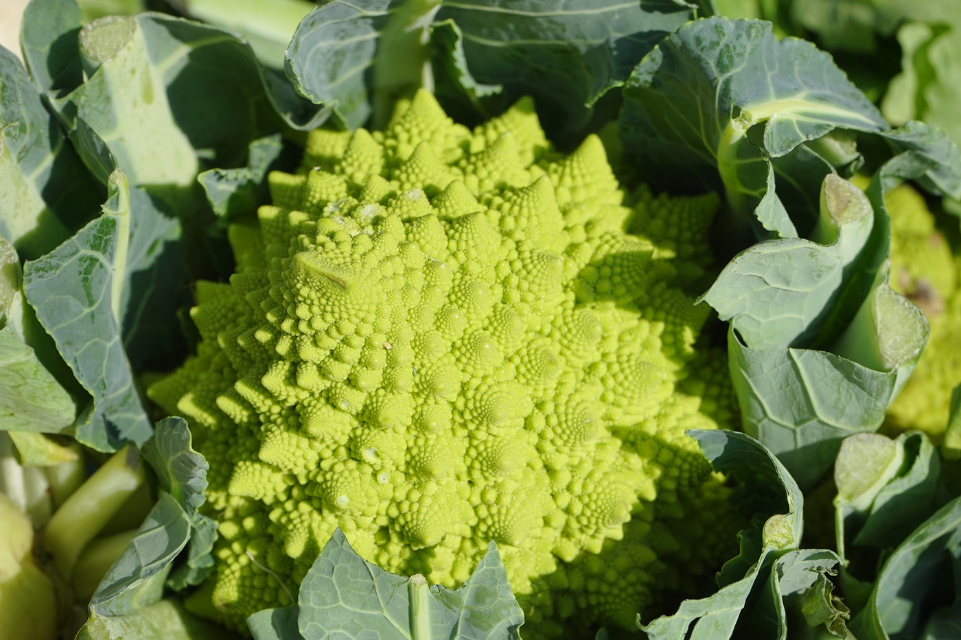 Romanesco-kukkakaalin istutus ja hoito-ohjeet