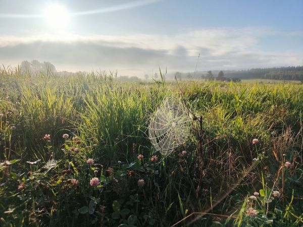Lyhyt muistilista syksyn istutusajoista, Lämmintä ja koleaa, ei leikata vielä, Amaryllisten lepo, ym. 5.9.2025