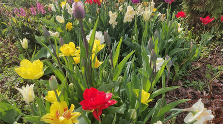 Tomaatti, perennojen siirto, eroon käärmeistä, ym. 21.5.2021