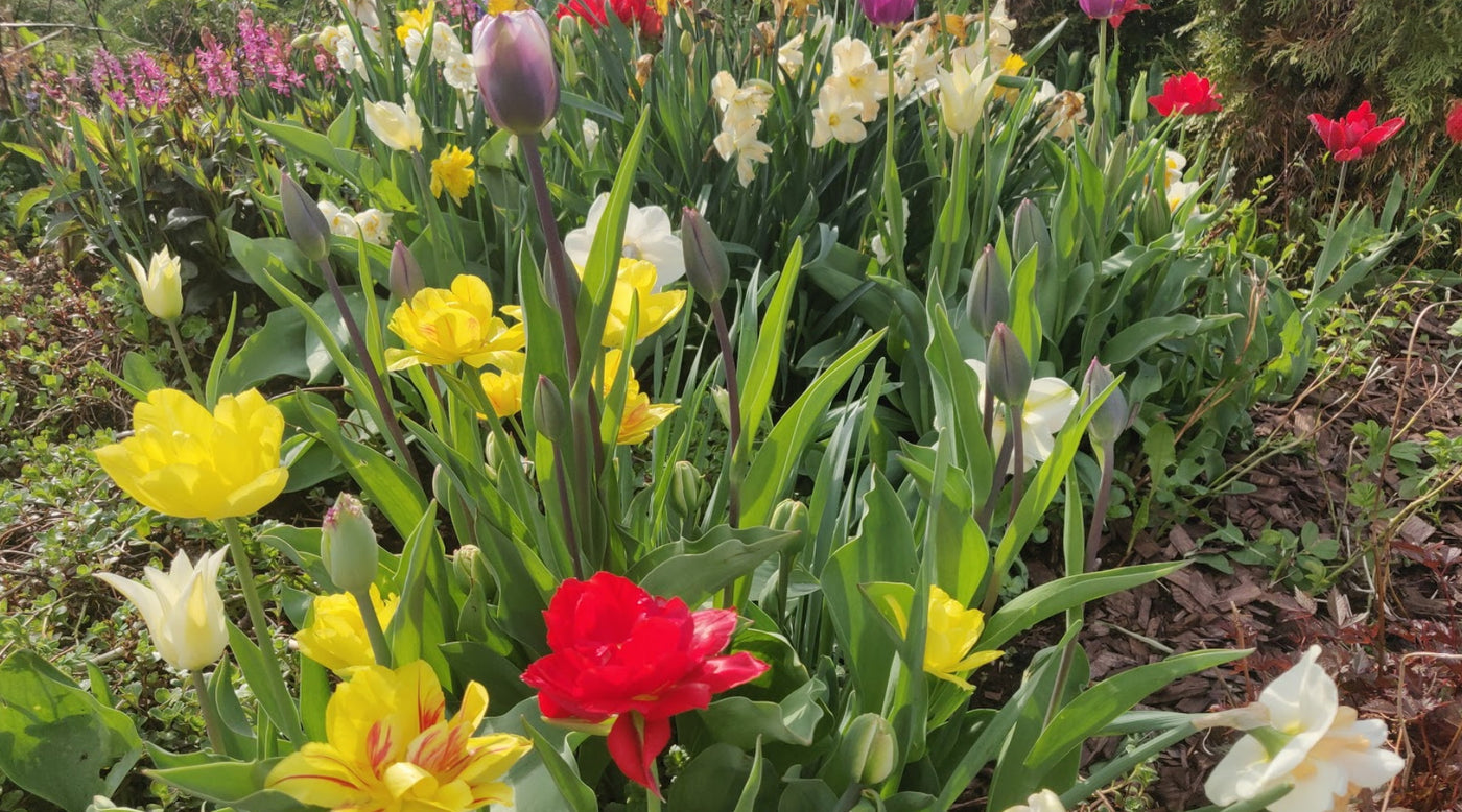 Tomaatti, perennojen siirto, eroon käärmeistä, ym. 21.5.2021