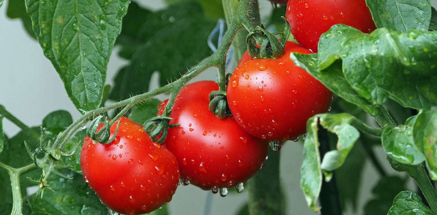Tomaatin istutus ja hoito-ohjeet