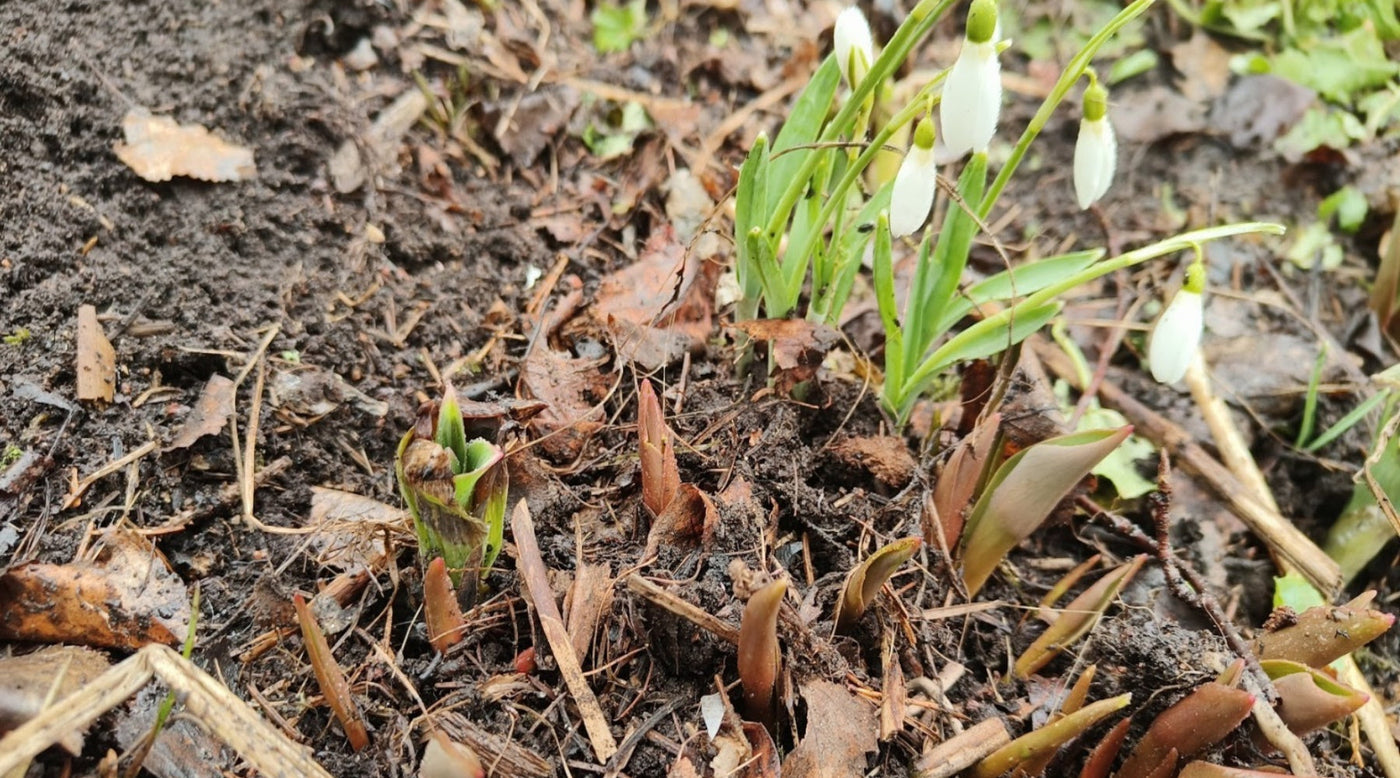 Kuu kiurusta kesään, Siementen terveys, Uusia omenapuita vanhoista, ym. 28.3.2025