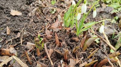 Kuu kiurusta kesään, Siementen terveys, Uusia omenapuita vanhoista, ym. 28.3.2025