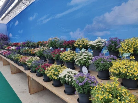 Puutarhurin Perjantaiposti 16.6.2019