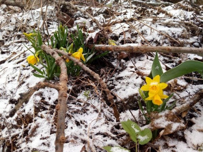 Puutarhurin perjantaipostia 3.5.2019