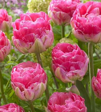 Tulppaanit