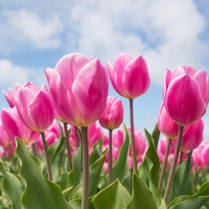 Tulppaanit