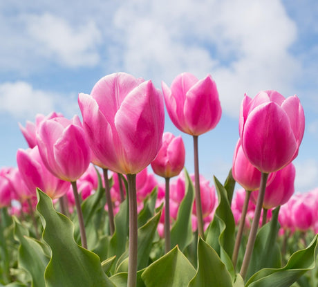 Tulppaanit
