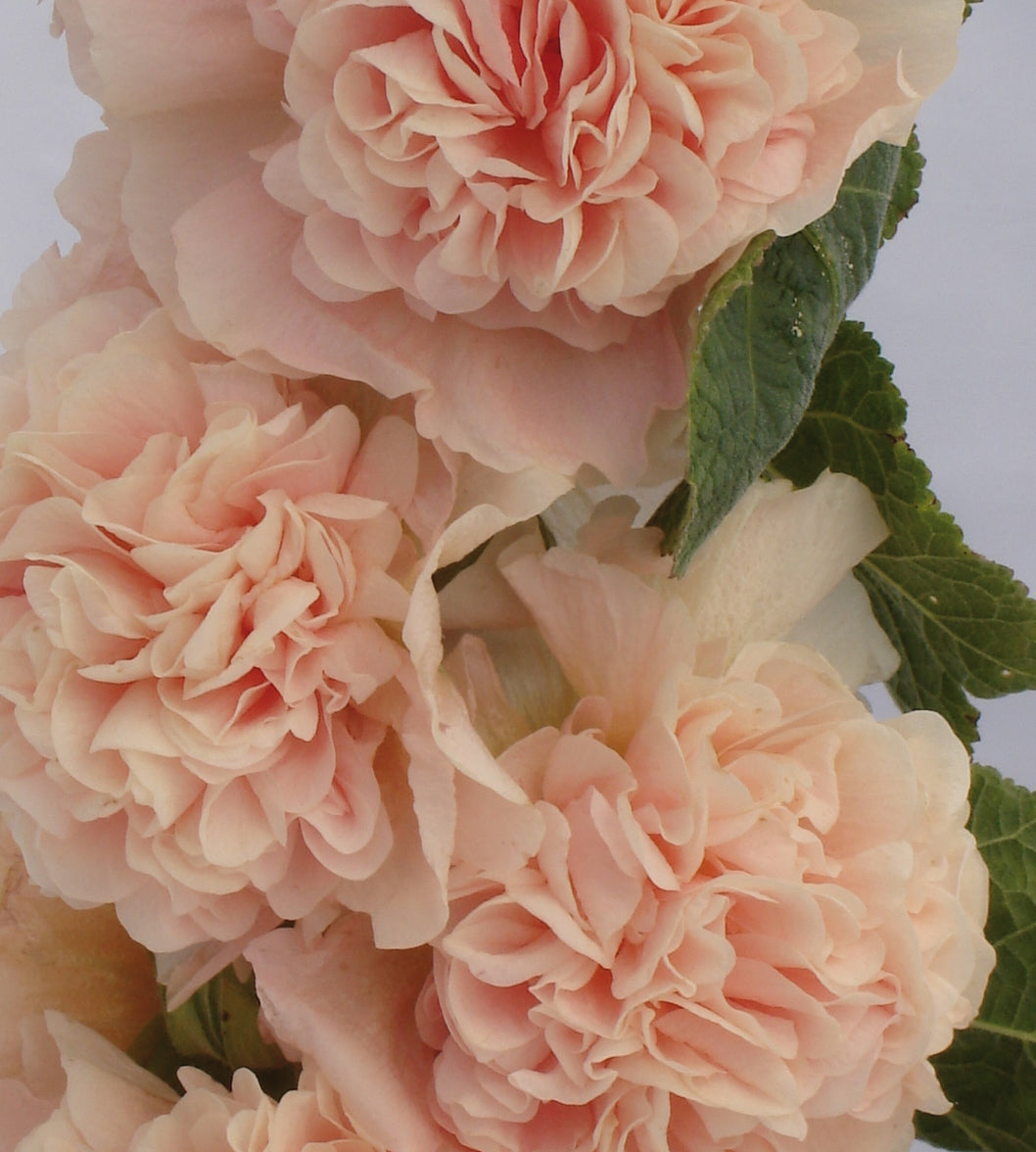 3 kpl Salkoruusu ’Douple Apricot’