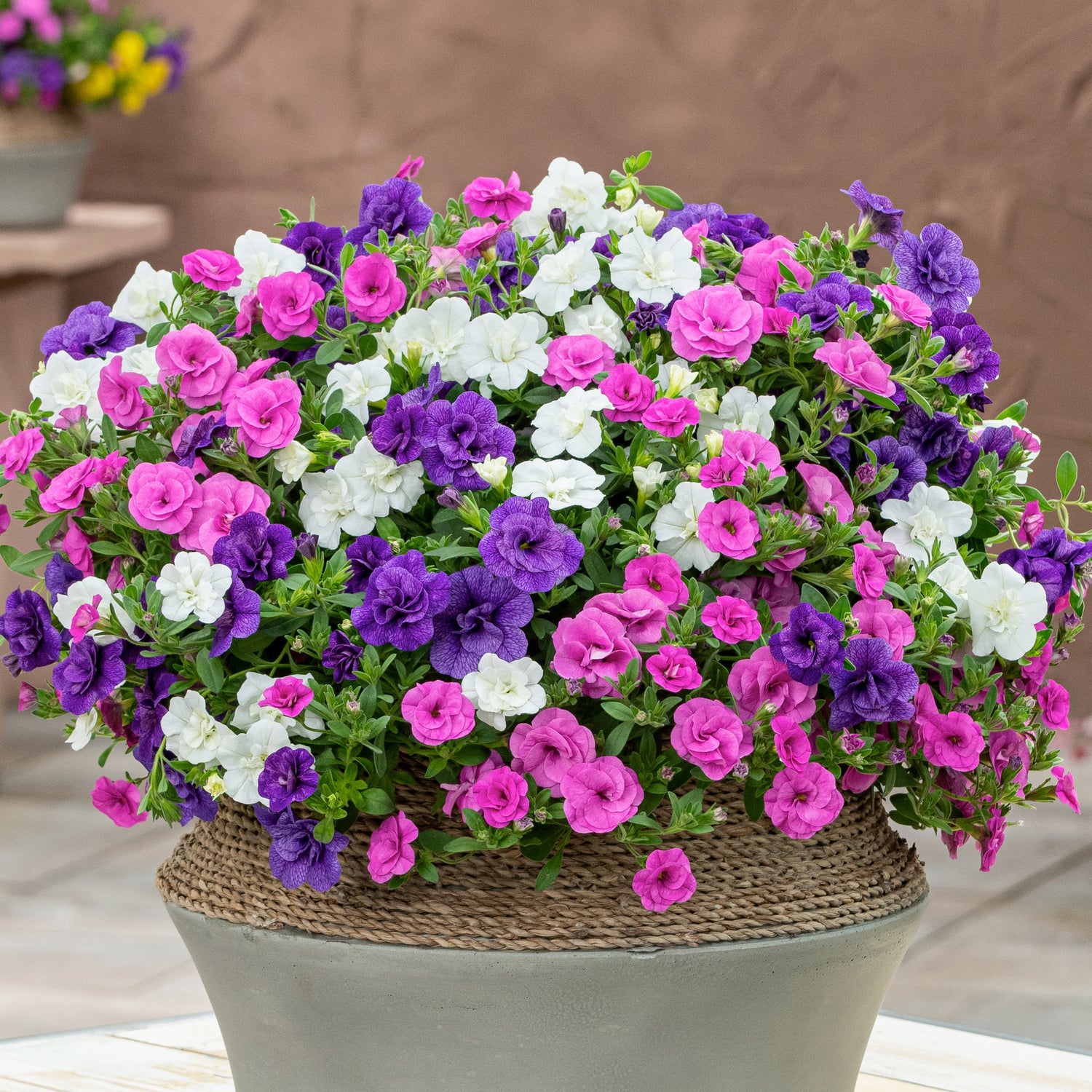 Miljoonakello 'Blue Boogie'  4 kpl