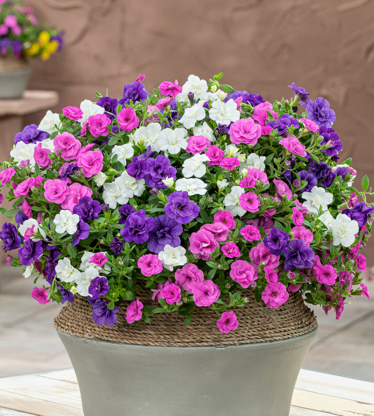 Miljoonakello 'Blue Boogie'  4 kpl