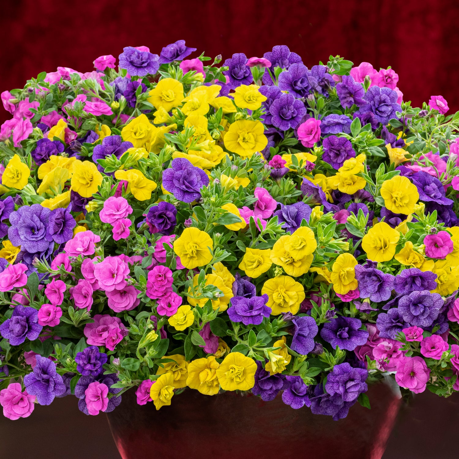 Miljoonakello 'Yellow Jazz' 4 kpl