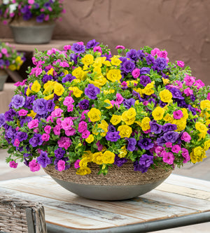 Miljoonakello 'Yellow Jazz' 4 kpl