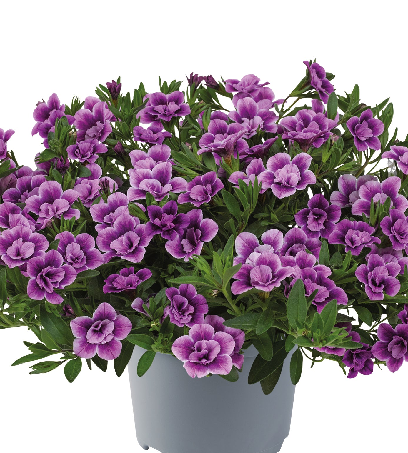 4 kpl Miljoonakello 'Purple Bicolour'