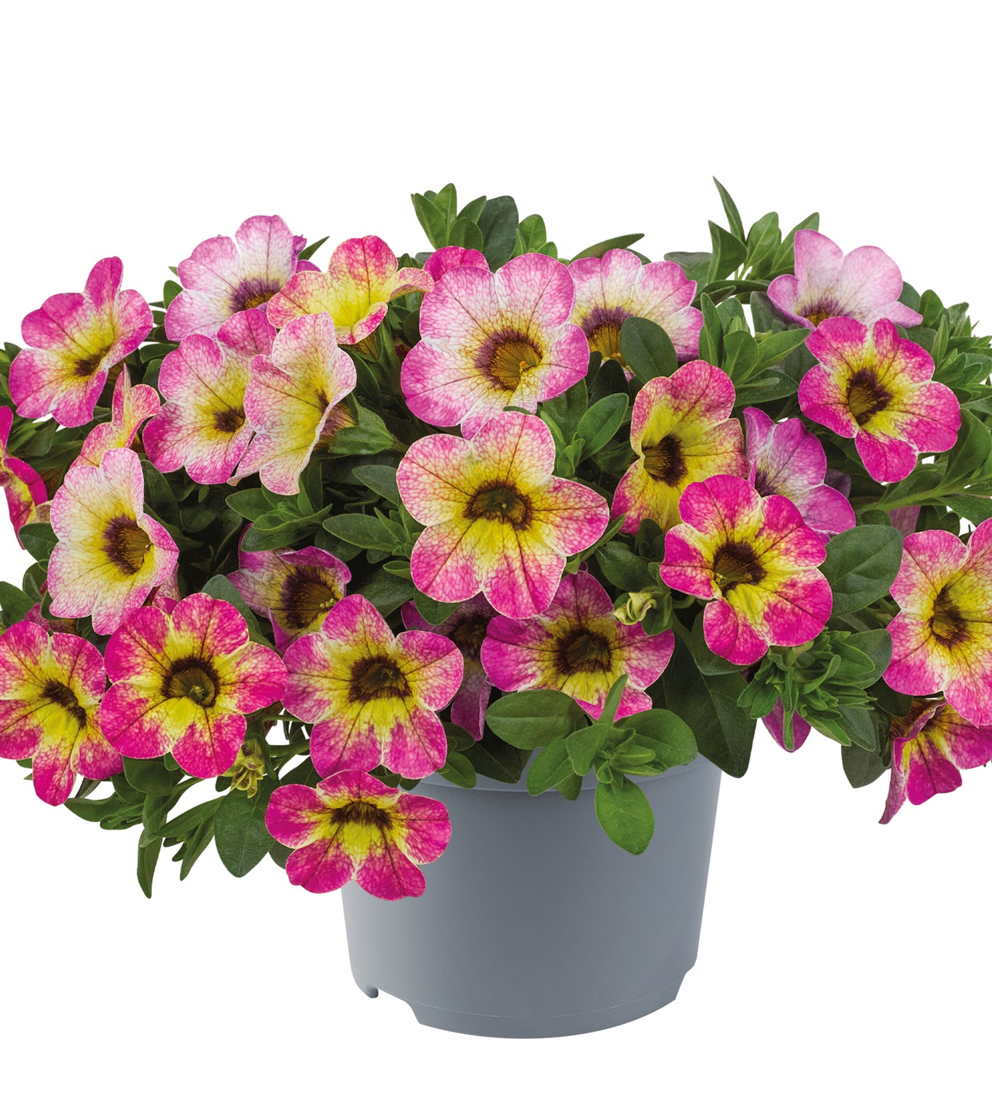 4 kpl Miljoonakello 'Diva Cherry'