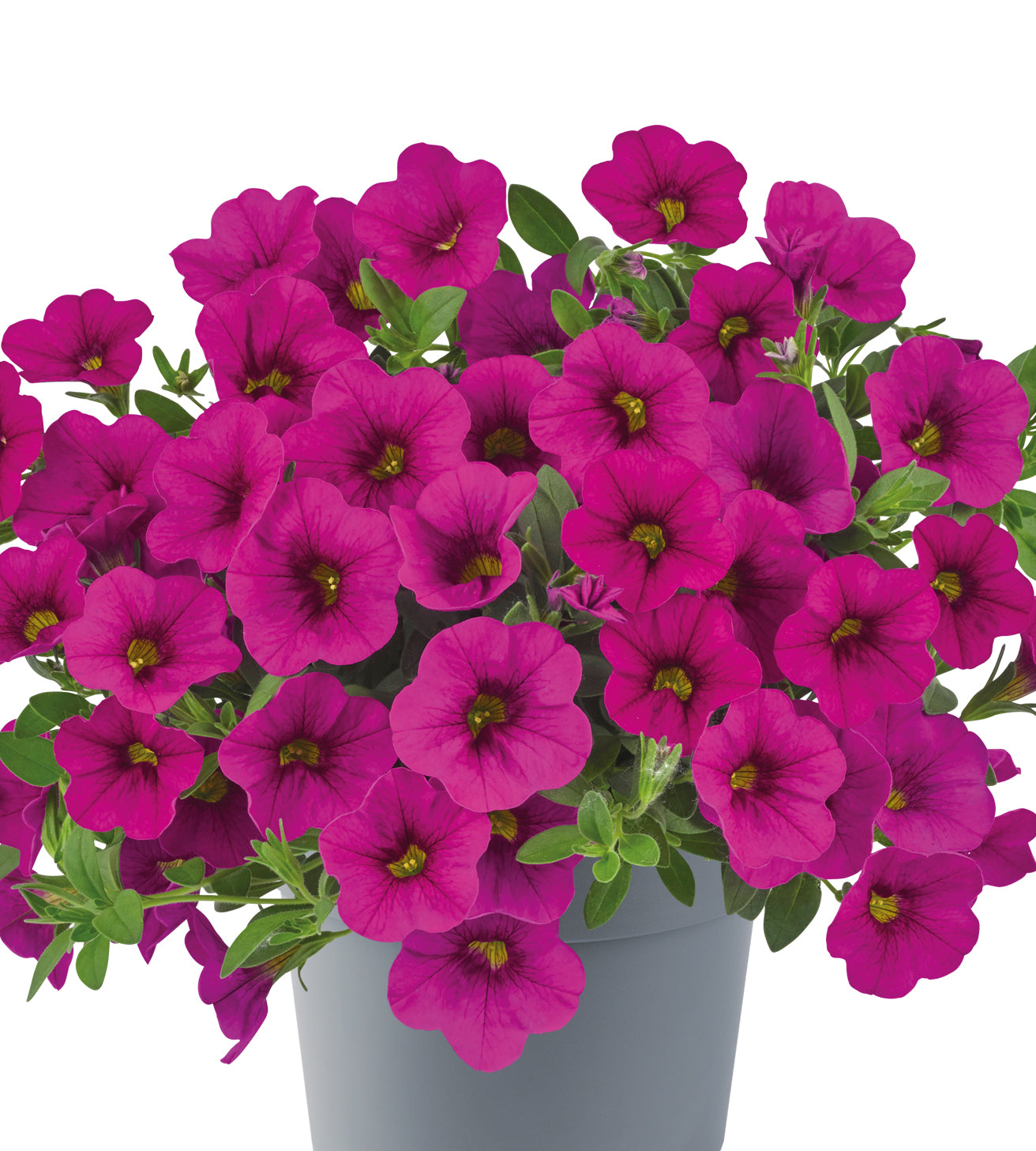 4 kpl Miljoonakello 'Neon Rose'