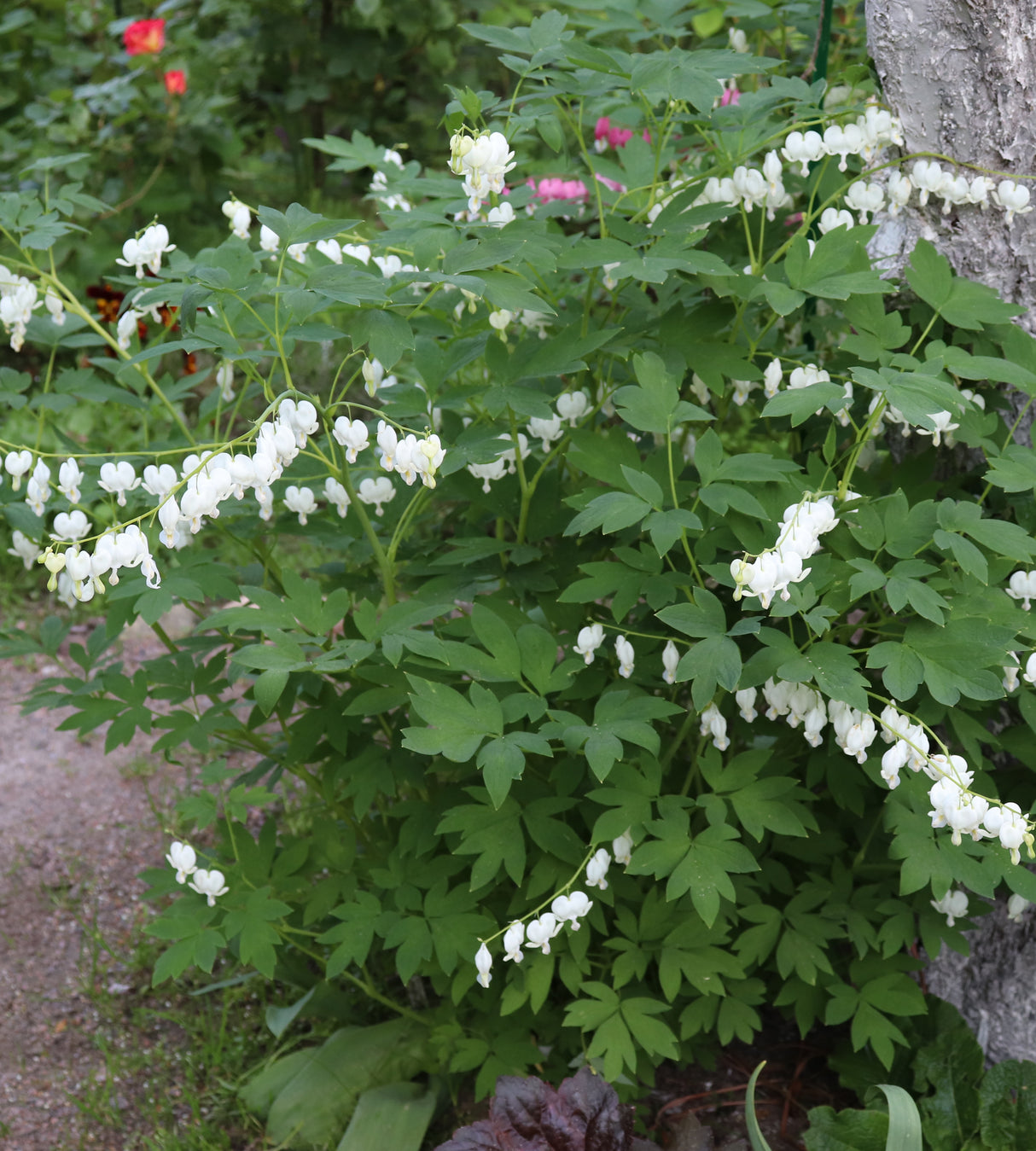 3 kpl Särkynytsydän 'Alba'
