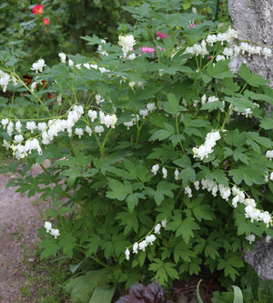 3 kpl Särkynytsydän 'Alba'