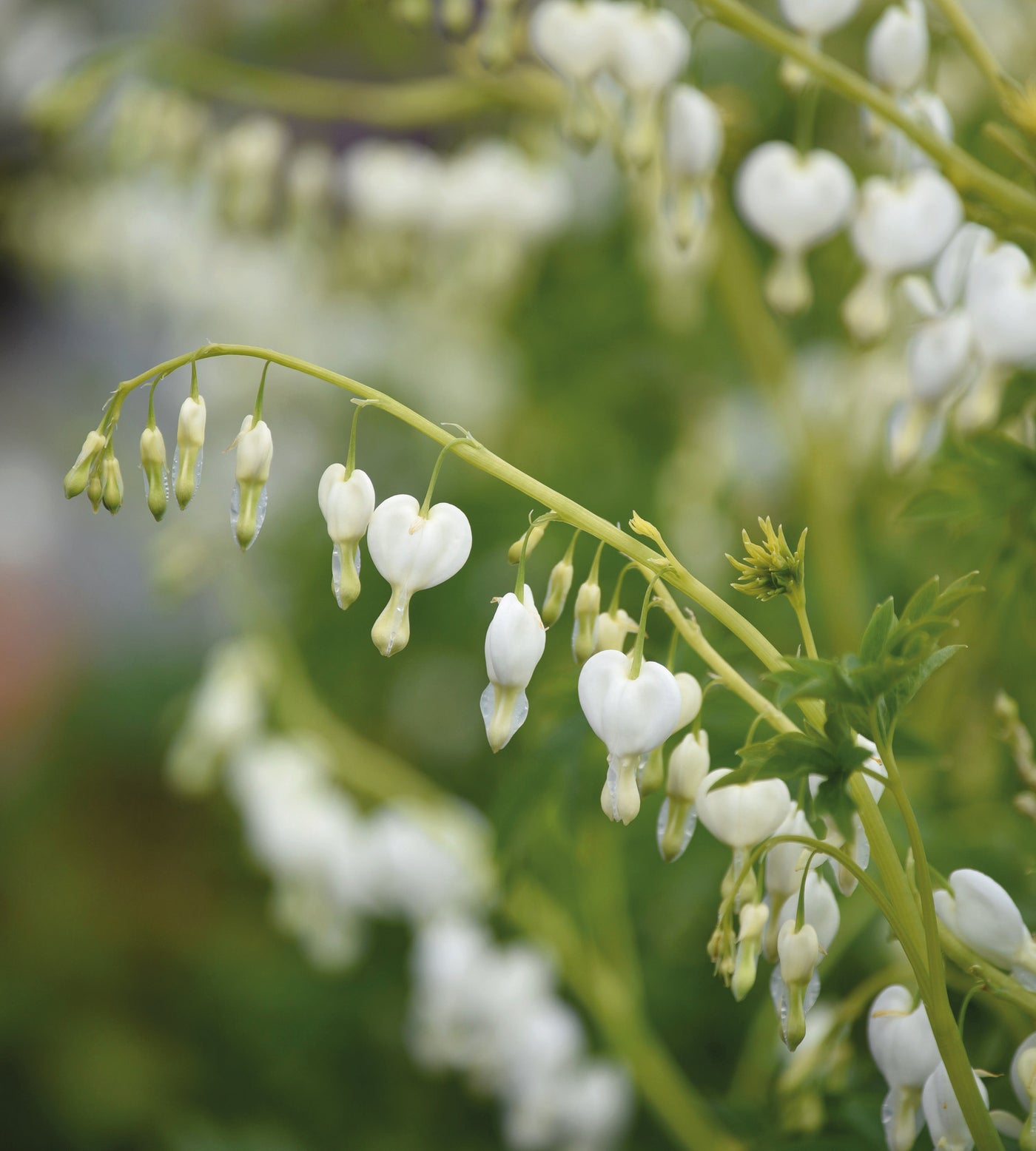 3 kpl Särkynytsydän 'Alba'