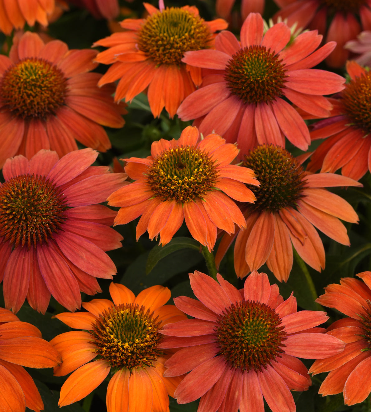 Punahattu 'Lakota Red' 3 kpl