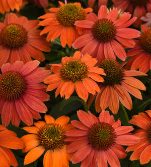 Punahattu 'Lakota Red' 3 kpl