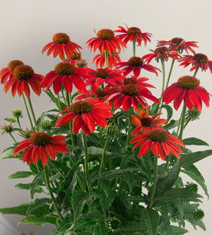 Punahattu 'Lakota Red' 3 kpl